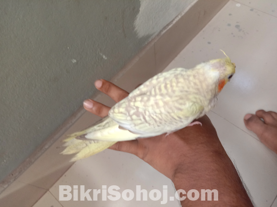 কোকাটেল বেবি